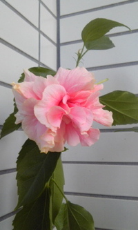 今朝の花 2012/08/19 10:38:41