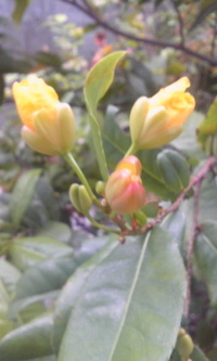気になる花 2012/08/23 09:37:08