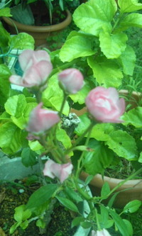 ミニバラ 2012/08/23 08:10:32