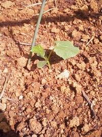 ゴーヤーの植え付け 2010/04/14 11:00:00