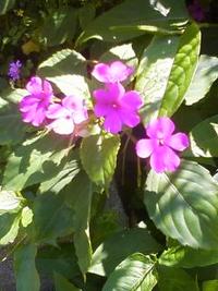 庭の花、その２！