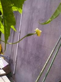 ななﾁｬﾝに小さな実がつきました。 2010/05/01 19:55:21