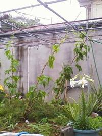 今日は私たちゴーヤーの日ですよ＝＝！ 2010/05/08 08:33:11