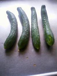 キューﾁｬﾝ初収穫！ 2010/05/21 14:36:41