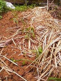 ショウガ植え付け！ 2010/05/24 16:12:25