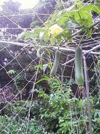 梅雨、中休みでヘチマ豊作