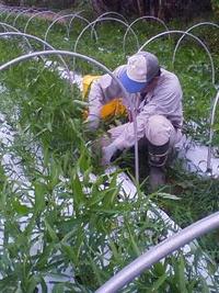 おいしいうんちぇばーの収穫 2010/06/16 19:11:30