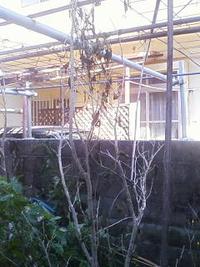 無残！！野菜ぜんめつ！！ 2011/05/30 10:12:11
