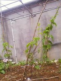 ゴーヤーのななﾁｬﾝも棚まで届く！ 2010/04/29 10:56:07
