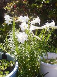 花がいっぱい庭に咲きましたl！ 2010/04/25 13:19:13