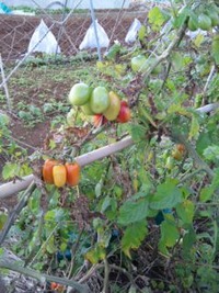 大収穫♪ 2012/04/08 10:16:17