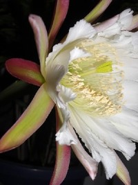 柱サボテン*の花．・:*:・゜