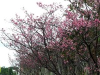 お花見 ♪*:．・.・
