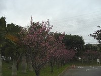 お花見 ♪*:．・.・