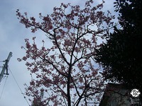 さくらさくら 2010/02/11 22:50:55