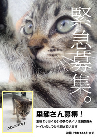 急募！猫の里親さん