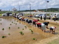 下平川小学校　田植え　　沖永良部島