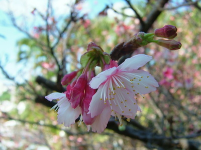 桜咲く