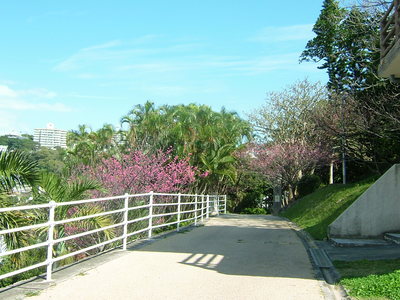 桜咲く