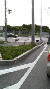 ﾔｷﾞの大冒険 2010/09/05 15:16:24