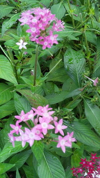 努力の花 2010/06/18 12:44:40